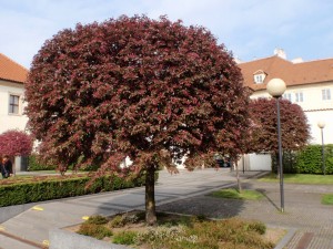 Einzelbaum